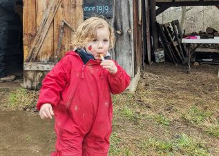 Miles Brice, 2, enjoys his first taste of maple taffy